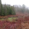 Delayed Spring - A Binaural Podcast by Lang Elliott