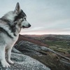 Episode 72 ft Dire Wolf - Canadian History & More