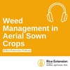 Weed Management in Aerial Sown Crops CY23