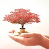 Philanthropy And Asian Cultures Webinar