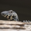 Do Shape-Shifting Reptiles Control the World?