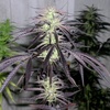 Episode 75.5 ft Tom Hill of Tom Hill's Cannabis Seeds