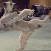 Episode #109 - The Karate Dog