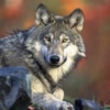 The Wolf Keeps The Herd Strong