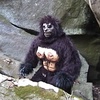 Episode #98 - Suburban Sasquatch