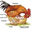 Common Cavity