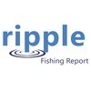 Destin Report: Triggerfish & Mangrove Snapper