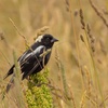 What鈥檚 a Field of Grass to a Bird?