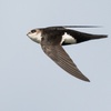 White-throated Swifts