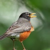 Voices and Vocabularies - Robin's Evening Song