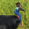 Raising the World鈥檚 Deadliest Bird