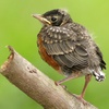 The Robin Rescue