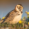 Spring Birdsong in the Arctic