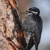 Instrumental Bird Sounds