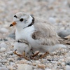 The Plover and the Hurricane