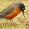 The Early Bird