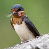 Barn Swallow, Natural Pest Control