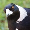 Magpies Help Each Other Remove Tracking Devices