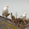 City Gulls - Rooftop Nesters