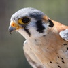 American Kestrel