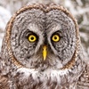 The Eyes of an Owl