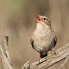 Brewer鈥檚 Sparrow, Sagelands Singer