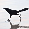 Great-tailed Grackle