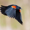 The Red-winged Blackbird