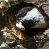 Chickadees Clean Up After the Youngsters