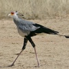 The Secretarybird: Eagle on Stilts