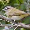 How Much Birds Sing