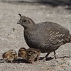 California Quail, Up and Running