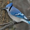 What Are Birds Saying