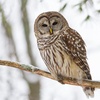 The Freedom Song: Harriet Tubman鈥檚 Barred Owl Call