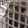 Delhi鈥檚 Jain Bird Hospital is Free