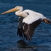 American White Pelicans
