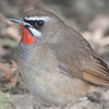 Spring Migration Across the Globe