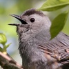 Birds that Sound Like Cats