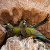 Parakeets Underground