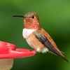 Thirsty Rufous Hummingbird
