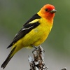 Western Tanagers Are Flashes of Bright Color