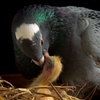 Pigeons Make Milk