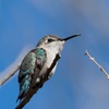Bee Hummingbird