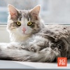 What Is Your Cat Doing When You're Not Watching?