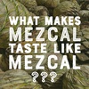 What Makes Mezcal Taste like Mezcal?