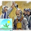 Uncovering the Mysteries of Kaneh Bosm: A Holy Plant for Spiritual and Physical Healing