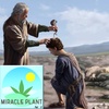 Hemp: The Hidden Secret in Jesus' Ministry