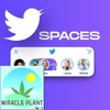How Do You Decide Which CBD/Hemp/Cannabis Product To Choose?