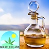 The Healer of Healers, Jesus Christ Used Hemp/Cannabis in His Anointing Oil