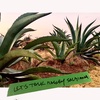 Let's Talk About Maguey Salmiana